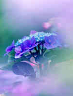 花卉